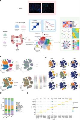 Integration of single-cell RNA sequencing and bulk RNA transcriptome sequencing reveals a heterogeneous immune landscape and pivotal cell subpopulations associated with colorectal cancer prognosis